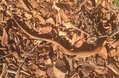 Elgaria multicarinata