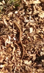 Elgaria multicarinata