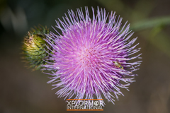 Terellia fuscicornis