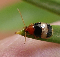Monolepta melanogaster