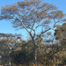 Acacia erythrantha