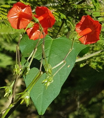 Ipomoea cholulensis