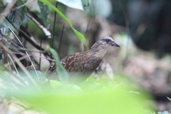 Himantornis haematopus