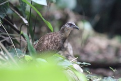 Himantornis haematopus