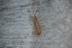 Scutigera coleoptrata