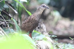 Himantornis haematopus