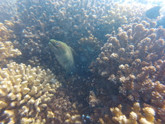 Gymnothorax castaneus