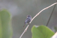 Muscicapa epulata