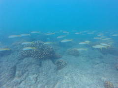 Mulloidichthys dentatus