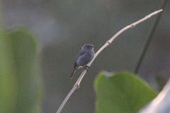 Muscicapa epulata