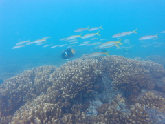 Mulloidichthys dentatus