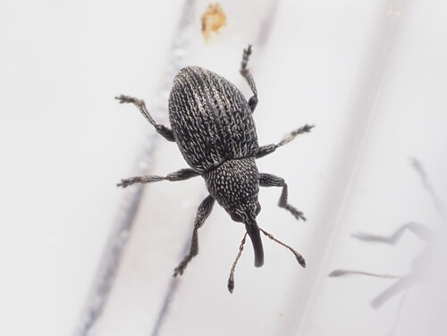 Squamapion atomarium