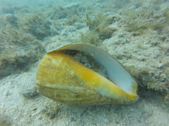 Titanostrombus galeatus