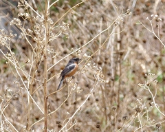 Diglossa brunneiventris