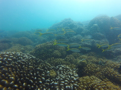 Mulloidichthys dentatus