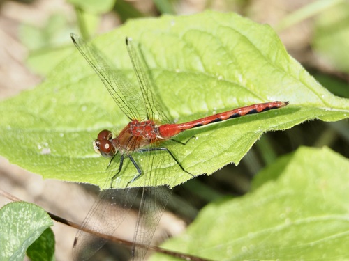 White-faced Meadowhawk photo 4