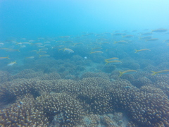 Mulloidichthys dentatus