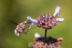 Heterostylum robustum
