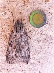 Erinnyis yucatana