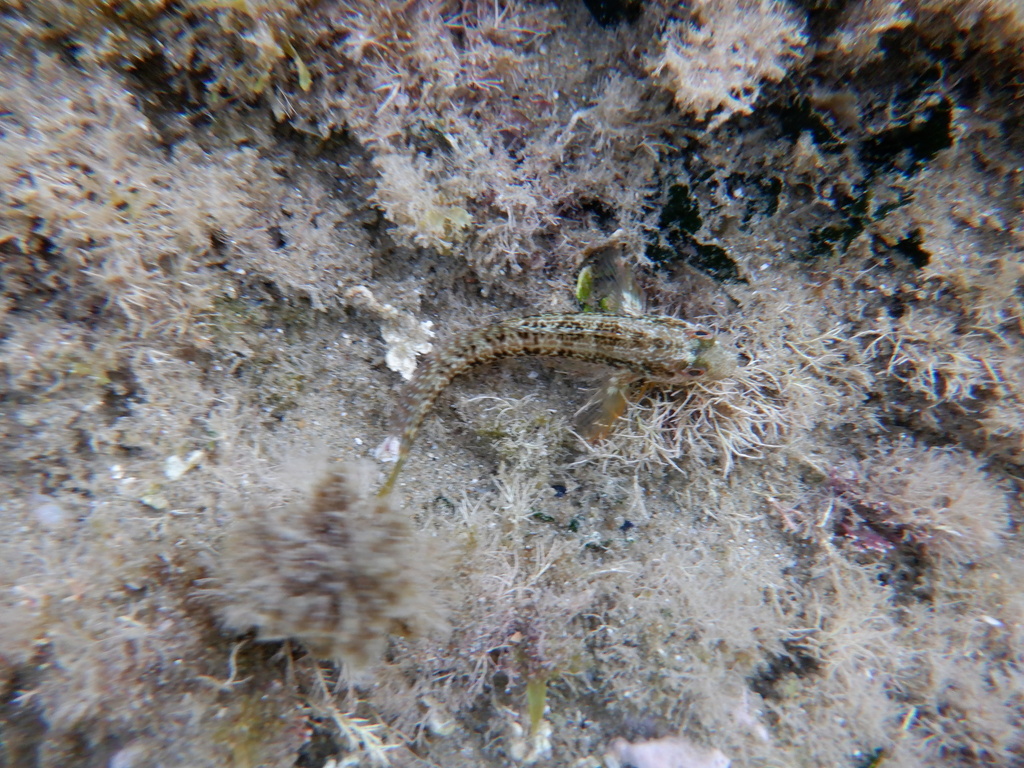 Blennie pilicorne