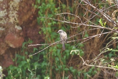 Ochthoeca leucophrys
