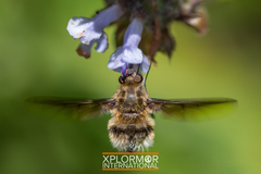 Heterostylum robustum