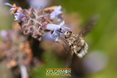Heterostylum robustum