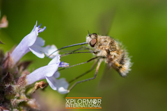 Heterostylum robustum