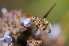 Heterostylum robustum