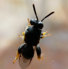 Brachymeria tibialis