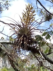 Tillandsia calothyrsus