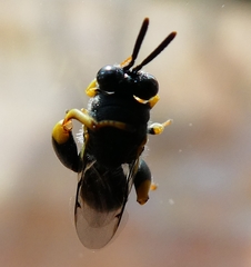 Brachymeria tibialis