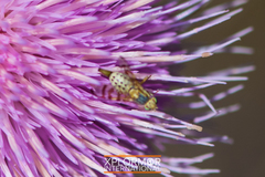 Terellia fuscicornis