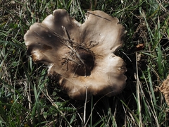 Clitopaxillus alexandri