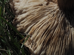 Clitopaxillus alexandri