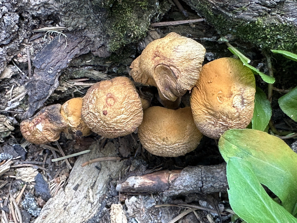 Gymnopilus sp. 'CO01'