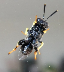 Brachymeria tibialis