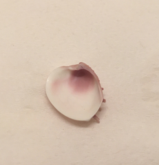 Hysteroconcha dione