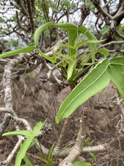 Cussonia natalensis
