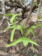 Cussonia natalensis
