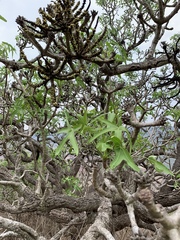 Cussonia natalensis