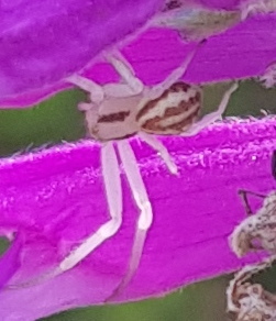 Misumenops gracilis