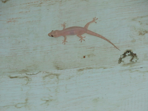 Hemidactylus frenatus