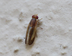 Peplomyza