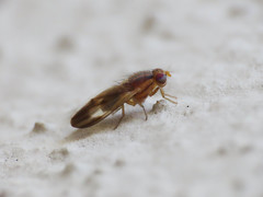 Peplomyza