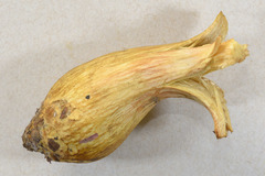 Boletaceae