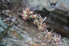 Artemisia furcata