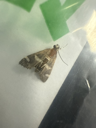 Hawaiian Beet Webworm Moth