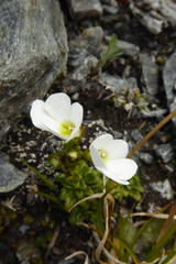 Tufted Foxglove (Ourisia caespitosa)