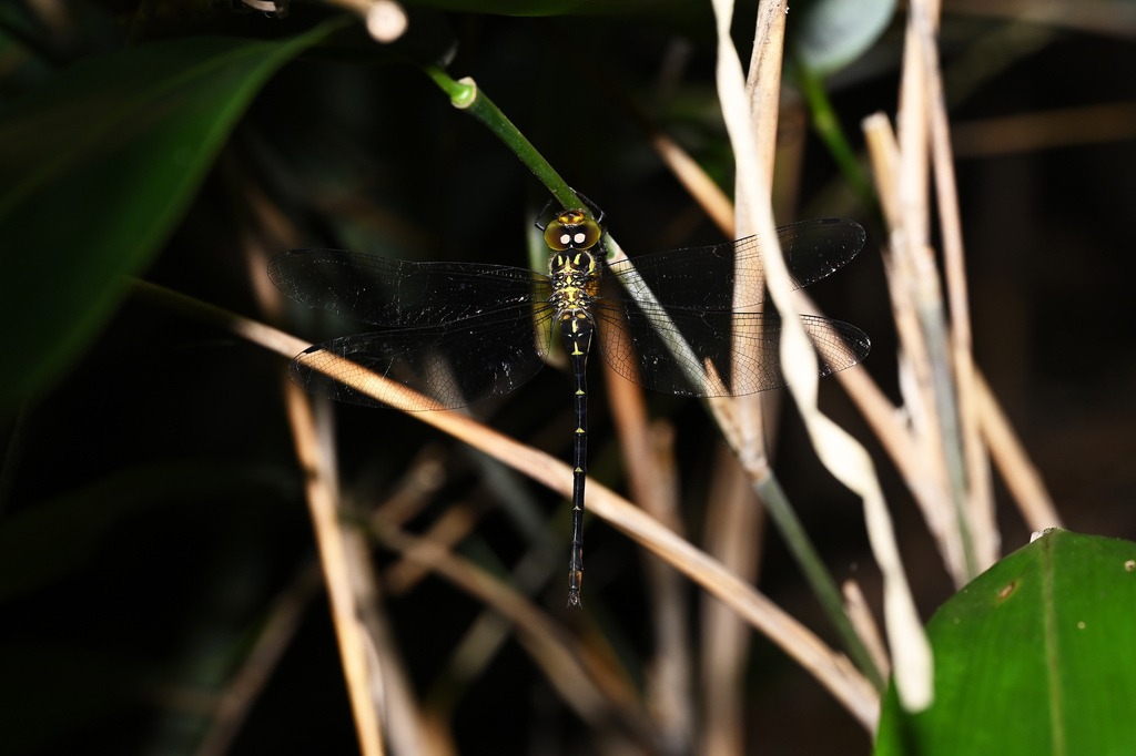 Cephalaeschna chaoi